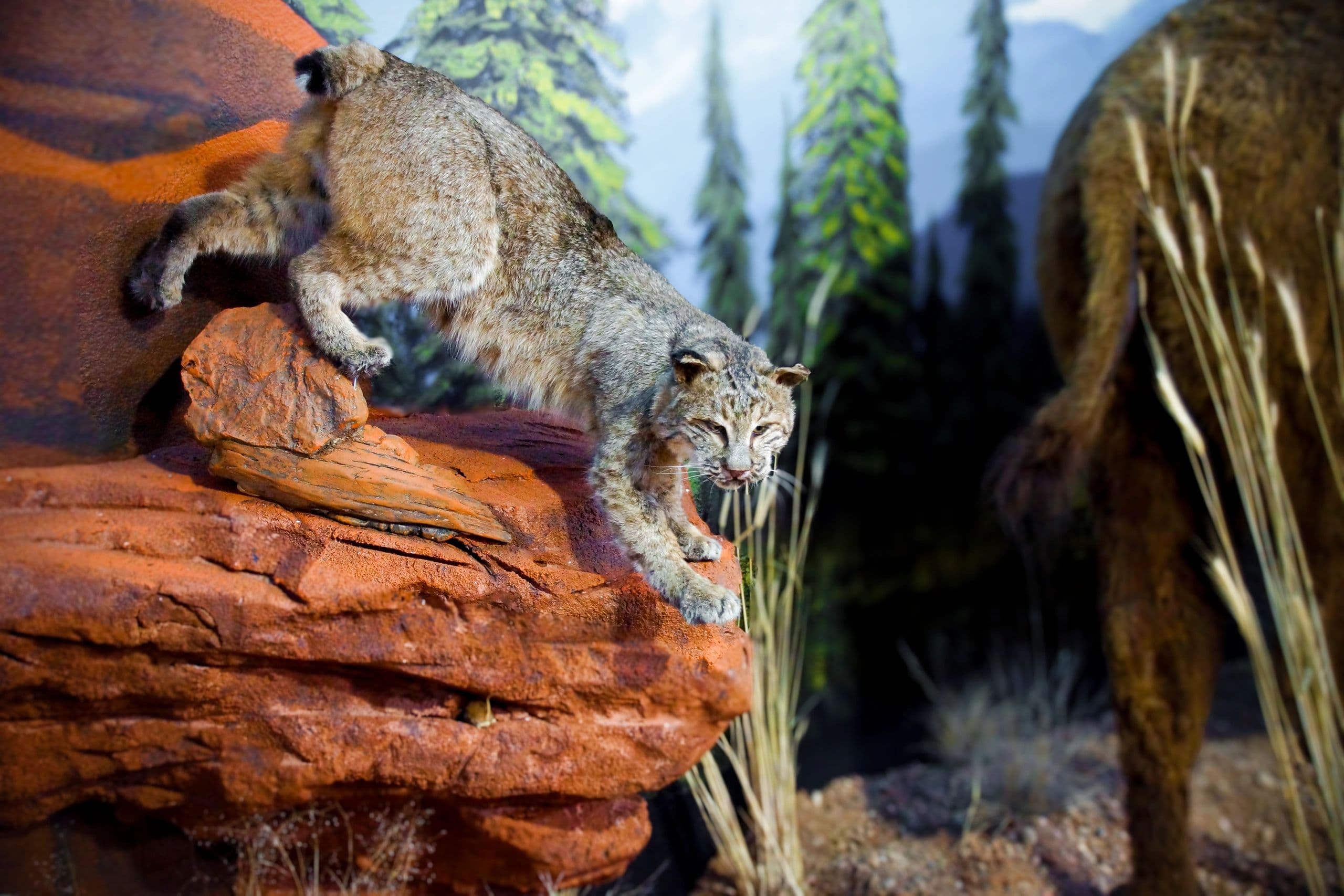 Bobcat on Red Rock