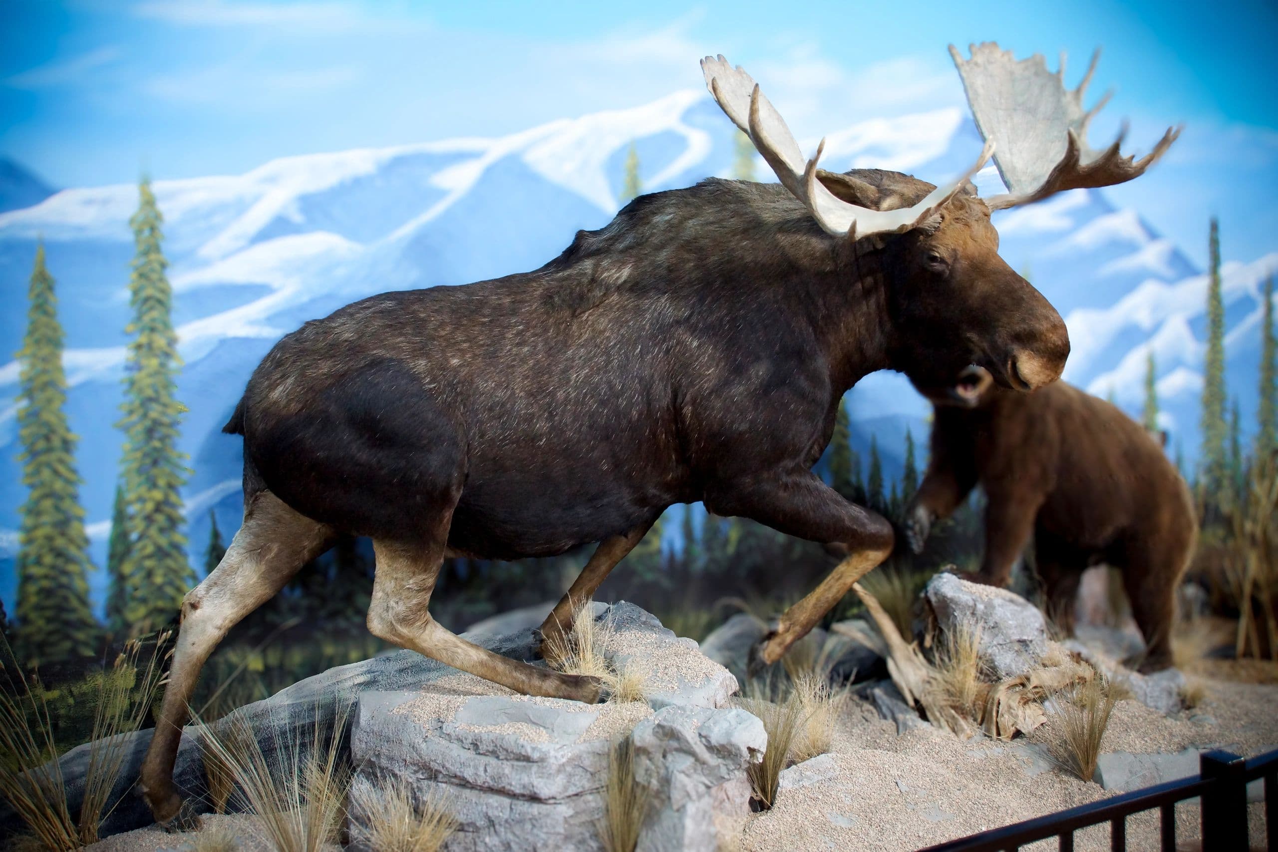 Bull Moose and Brown Bear — Mountain Diorama