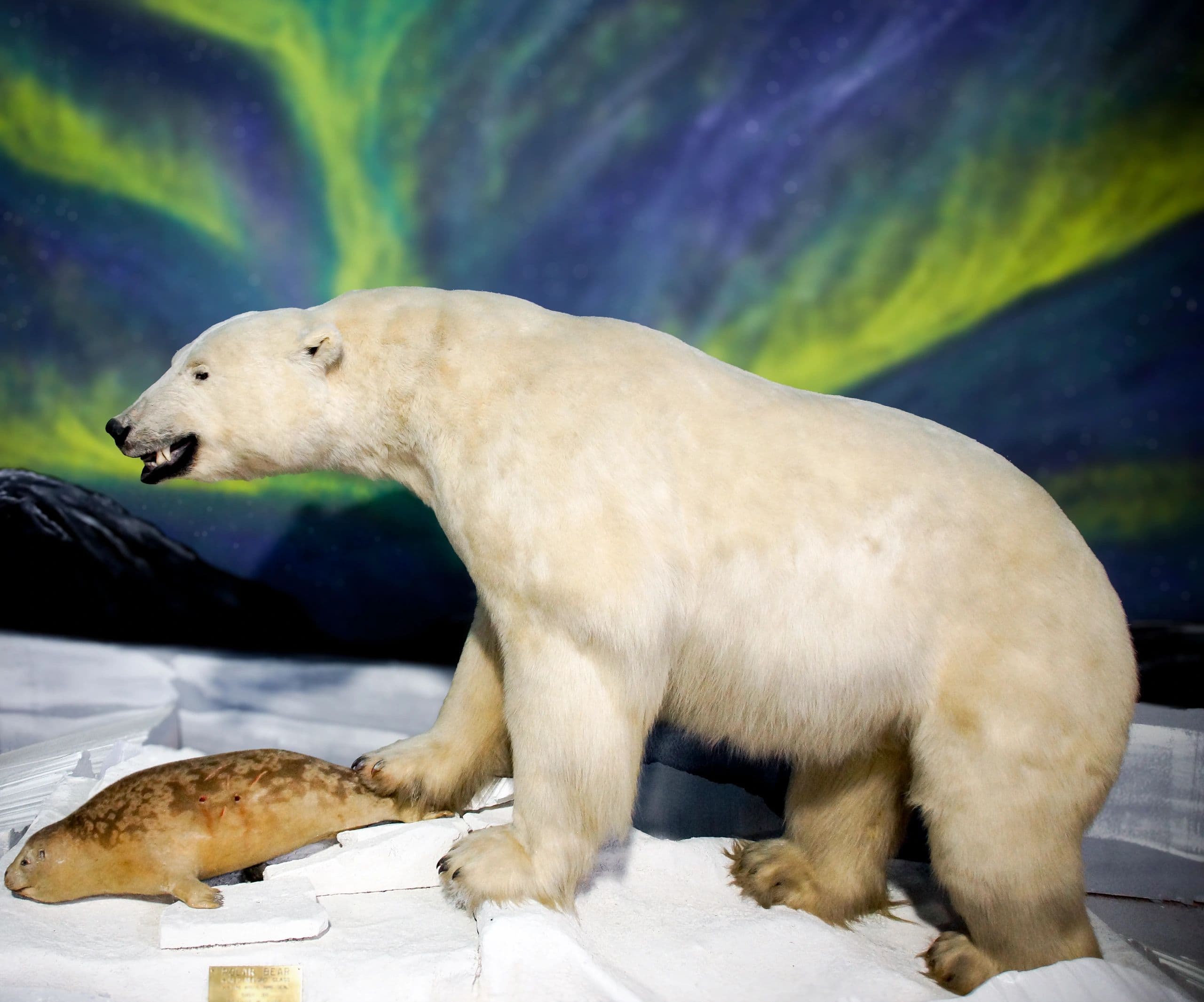 Polar Bear — Full Mount, Northern Lights Display